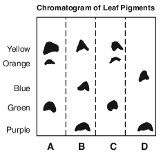 labs, lab, relationships and biodiversity fig: lenv12013-exam_g30.png